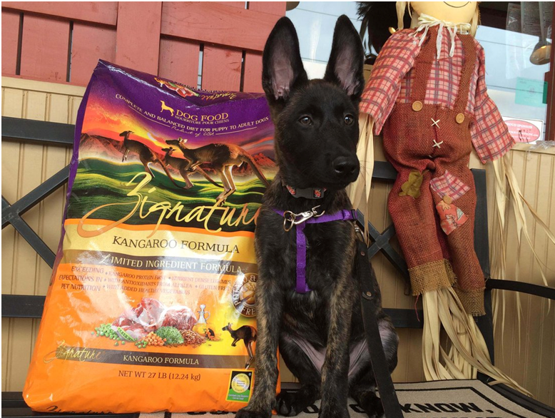 Dog Food with Lamb – The Best Food for Picky Eaters and Dogs with Allergies