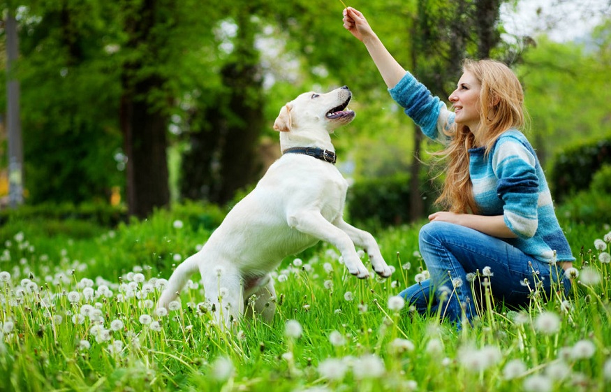 7 Hacks Every Dog Owner Should Know