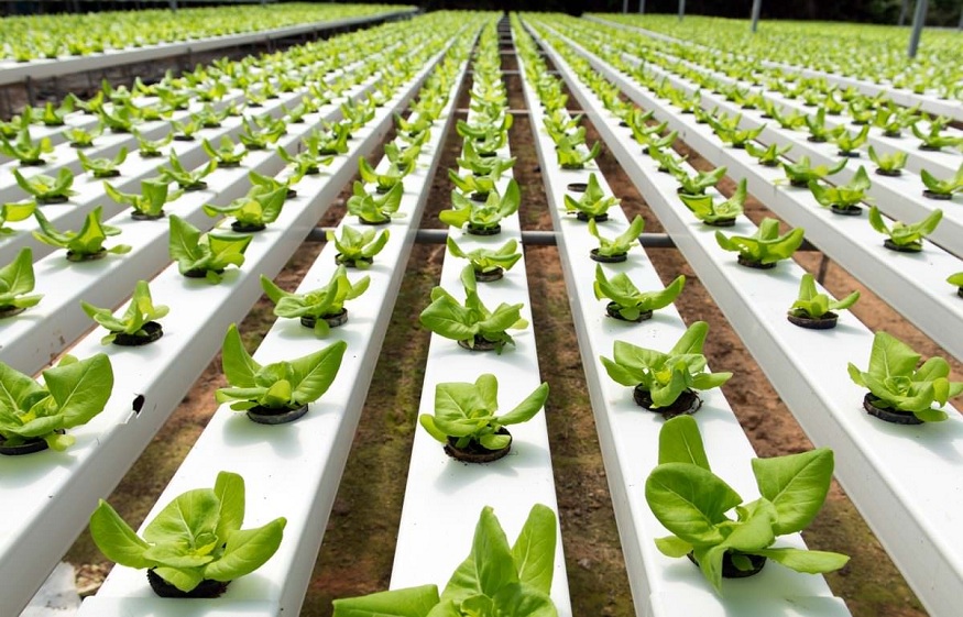 Top 3 Brilliant Ways To Start Hydroponics Farming In India For Beginners