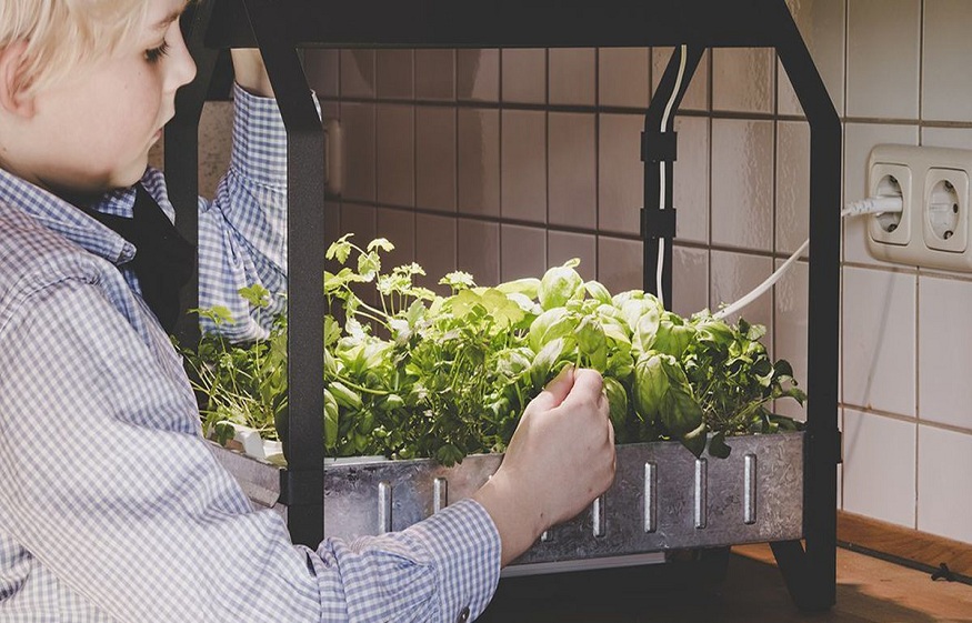 Buying Your Ideal Hydroponics System