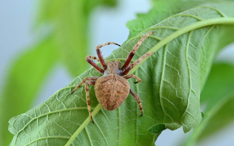 Super Advantages of Spiders Pest Control Brisbane